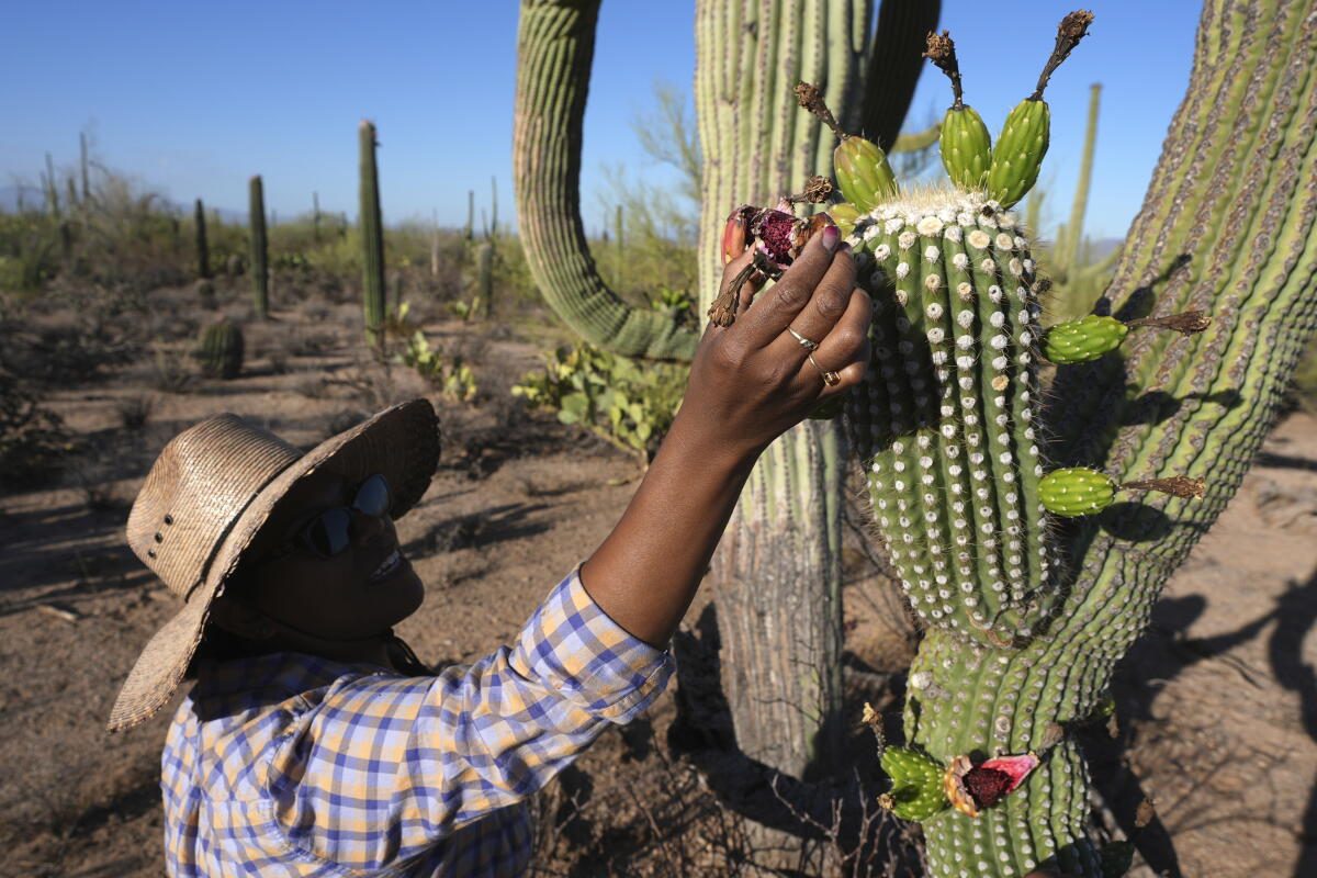 Harvesting saguaro fruit